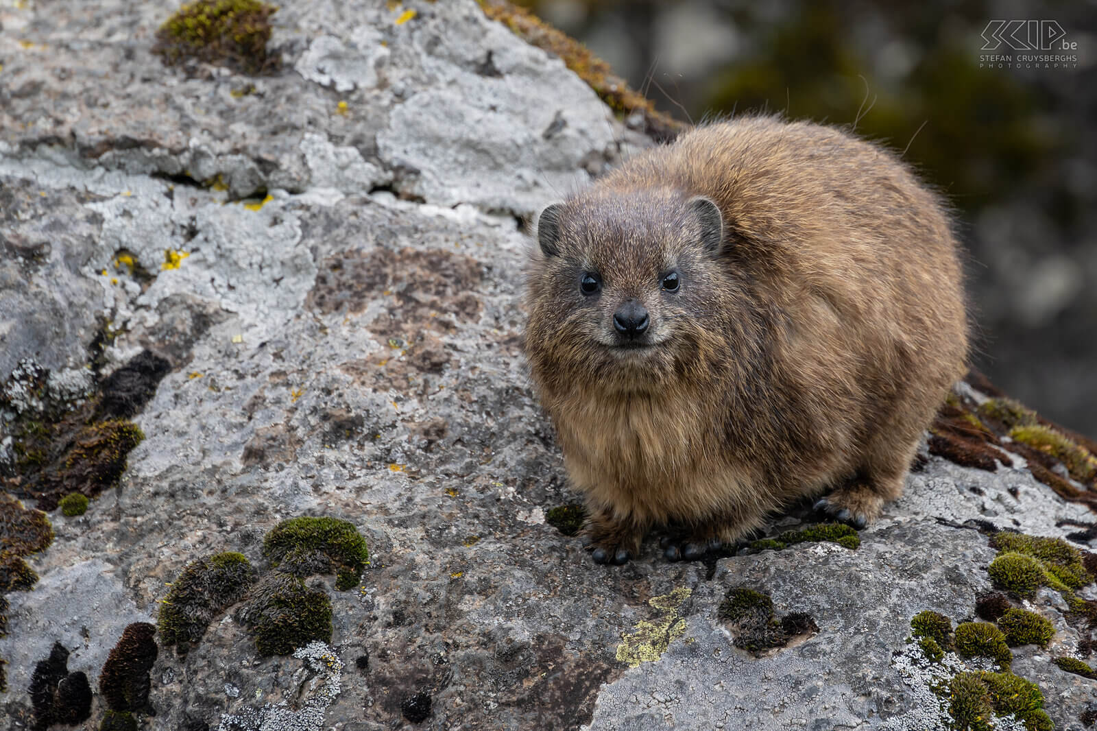 Mount Kenya - Rock hyrax The rock hyrax is also called dassie and it can be found easily on the rocks on Mount Kenya. Stefan Cruysberghs